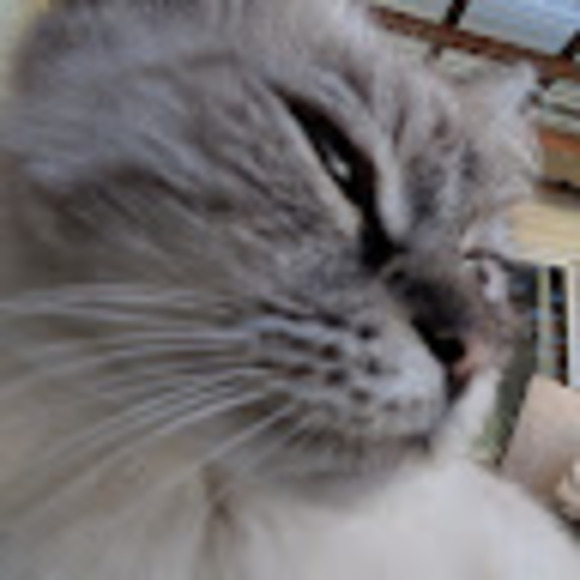 nappingcat